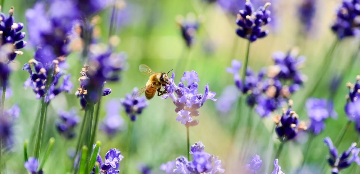 comment rendre-votre-jardin-accueillant-pour-les-abeilles