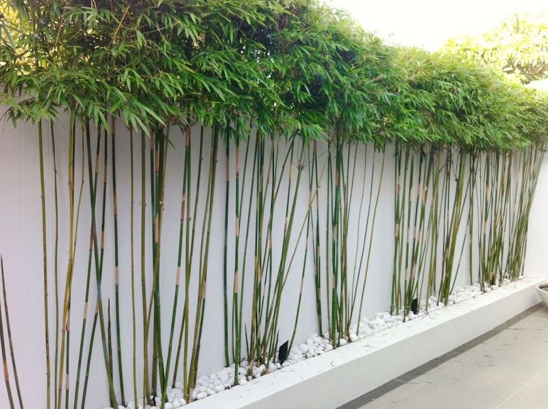 Des bambous plus hauts que le mur